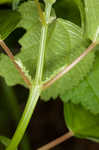 Smallspike false nettle